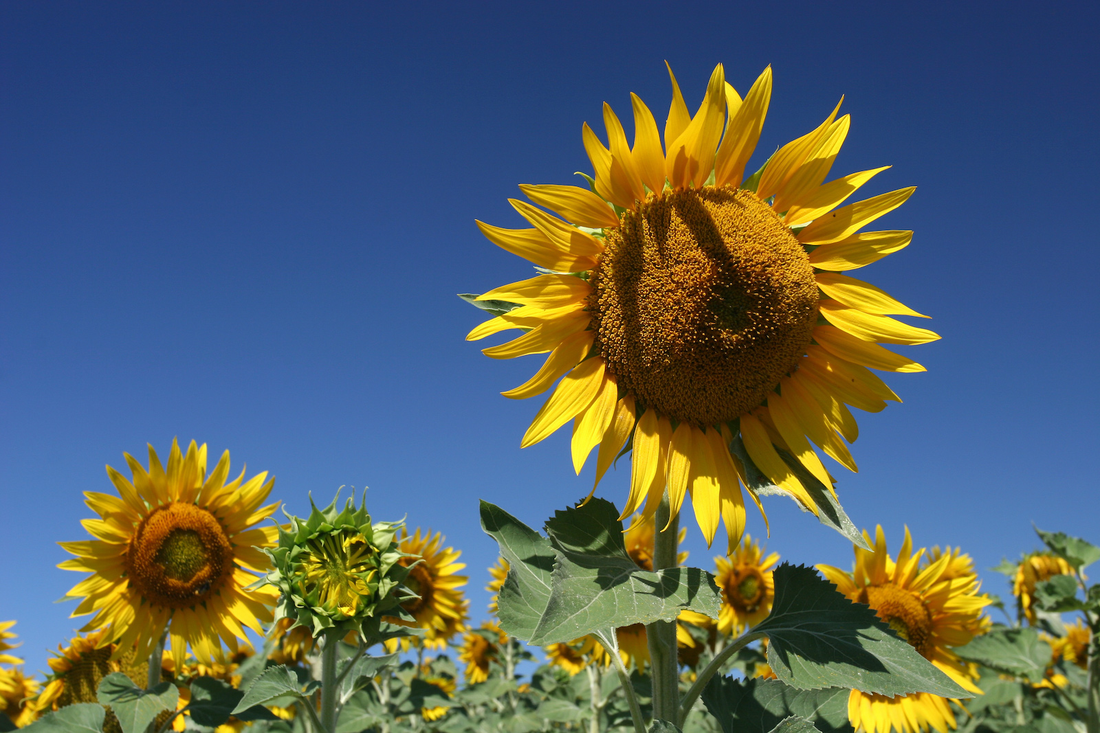 sunflowers